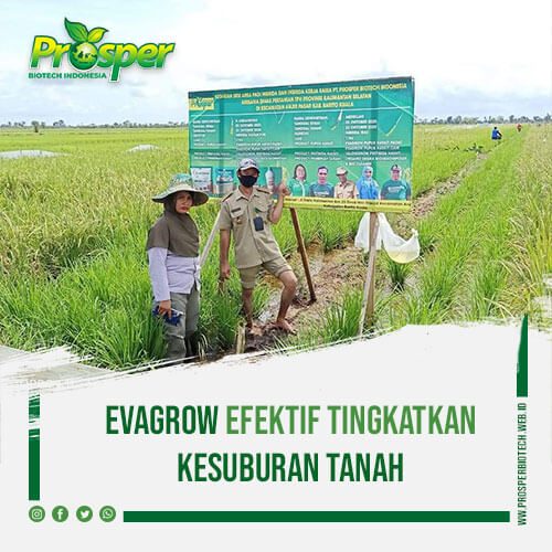 EvaGrow-Efektif-Tingkatkan-Kesuburan-Tanah