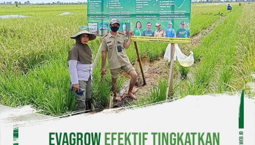 EvaGrow-Efektif-Tingkatkan-Kesuburan-Tanah