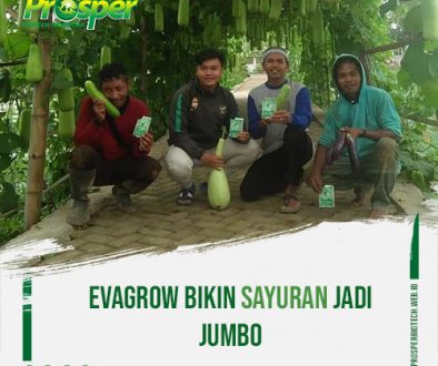evagrow-bikin-sayuran-jadi-jumbo-2