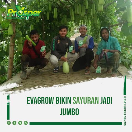 evagrow-bikin-sayuran-jadi-jumbo-2