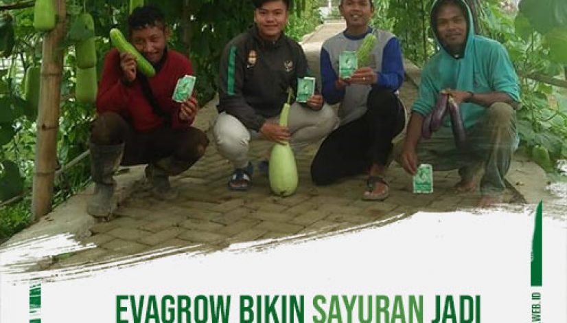 evagrow-bikin-sayuran-jadi-jumbo-2